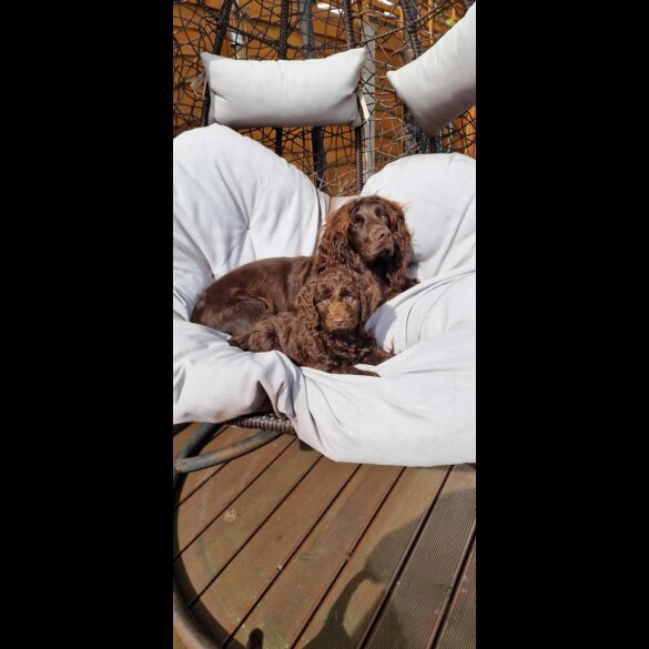 Cockapoo - Bitches