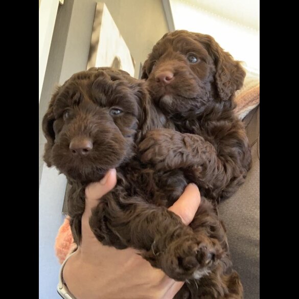 Cockapoo - Bitches