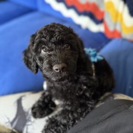 Cockapoo - Both