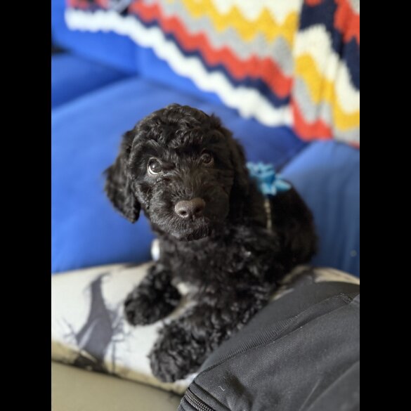 Cockapoo - Both