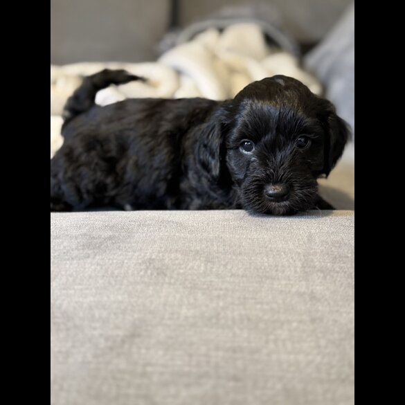 Cockapoo - Both