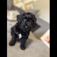 Cockapoo - Both