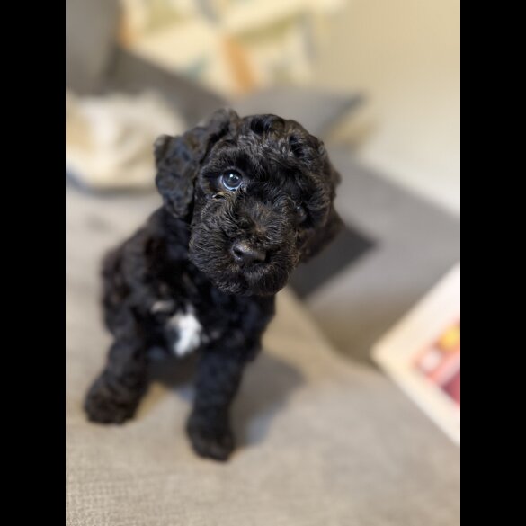 Cockapoo - Both