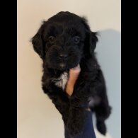 Cockapoo - Both