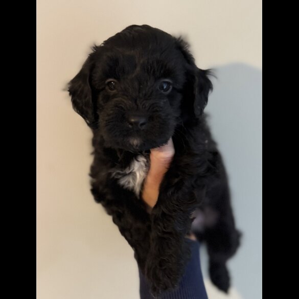 Cockapoo - Both