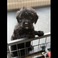 Cockapoo - Both