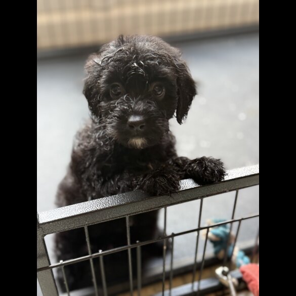 Cockapoo - Both