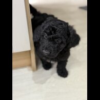 Cockapoo - Both