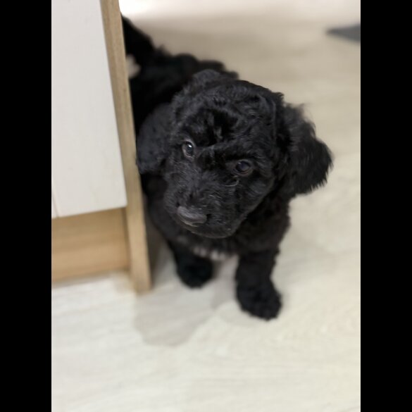 Cockapoo - Both