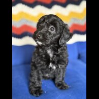 Cockapoo - Both