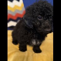 Cockapoo - Both