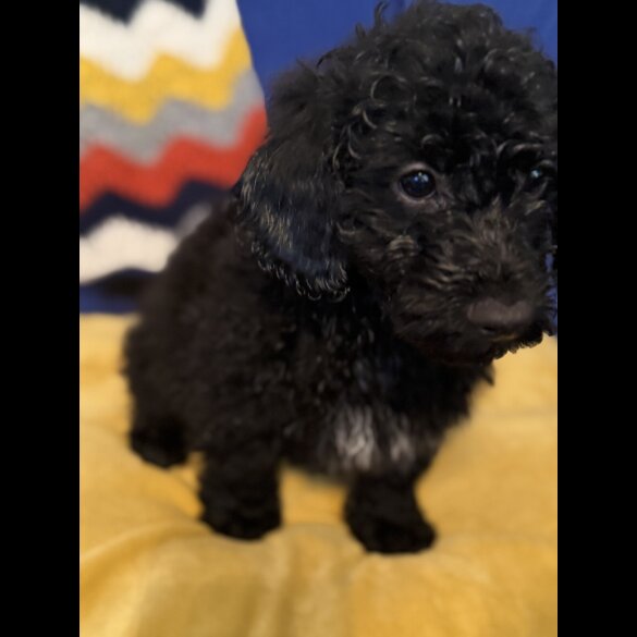 Cockapoo - Both