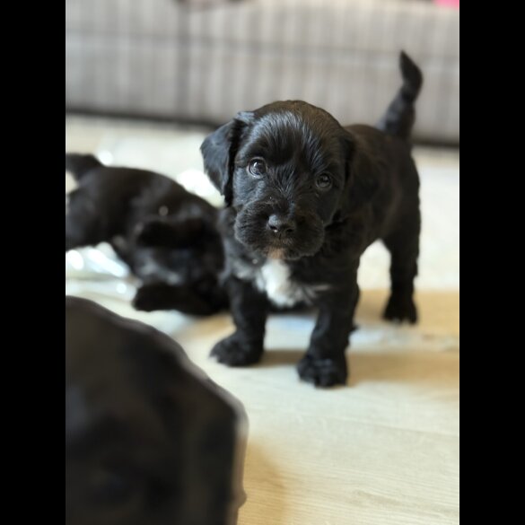 Cockapoo - Both
