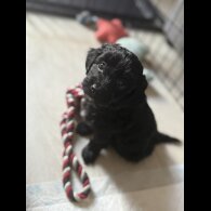 Cockapoo - Both