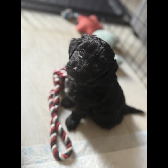 Cockapoo - Both