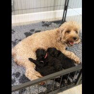 Cockapoo - Both