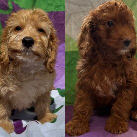 Cockapoo - Both