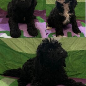 Cockapoo - Both
