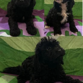 Cockapoo - Both