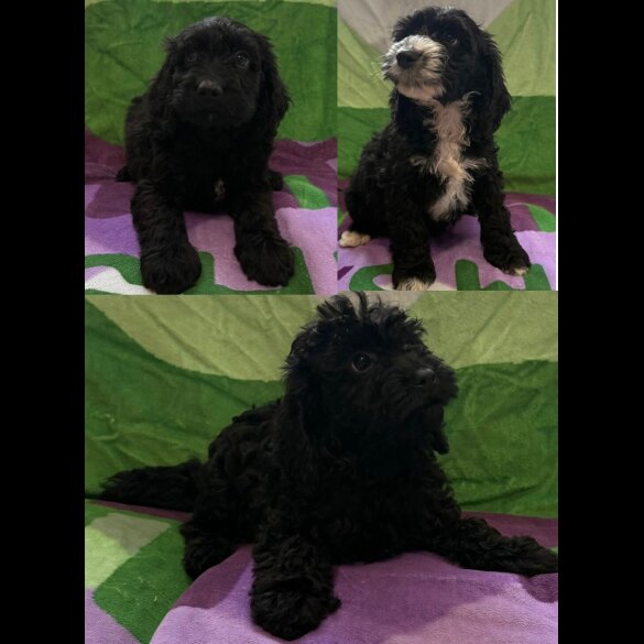 Cockapoo - Both