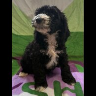 Cockapoo - Both