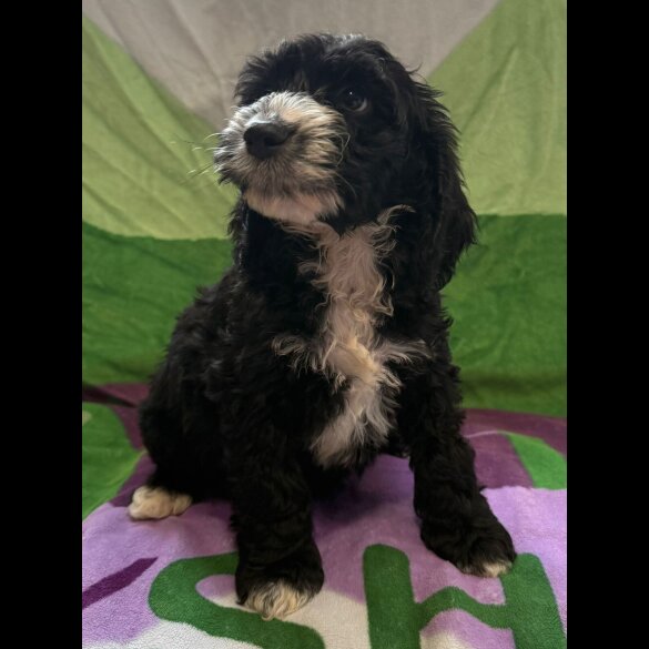 Cockapoo - Both
