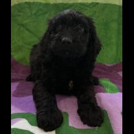 Cockapoo - Both