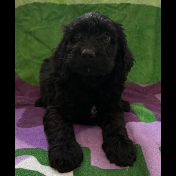 Cockapoo - Both
