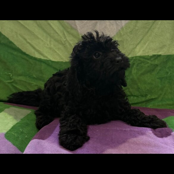 Cockapoo - Both