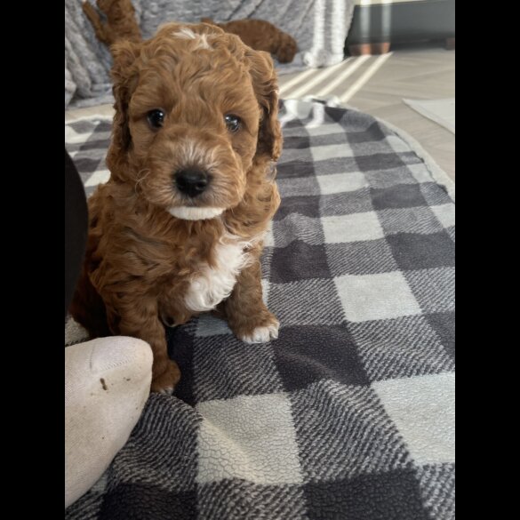 Cockapoo - Both