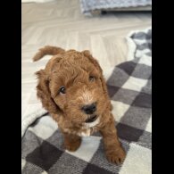 Cockapoo - Both