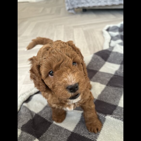 Cockapoo - Both