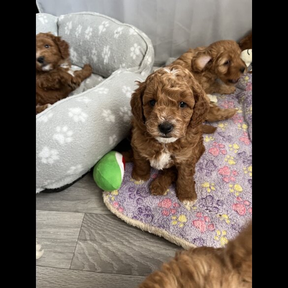 Cockapoo - Both