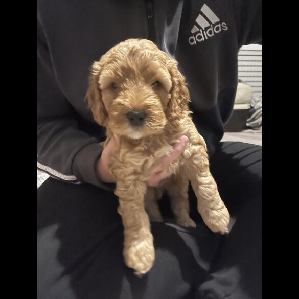 Cockapoo - Both