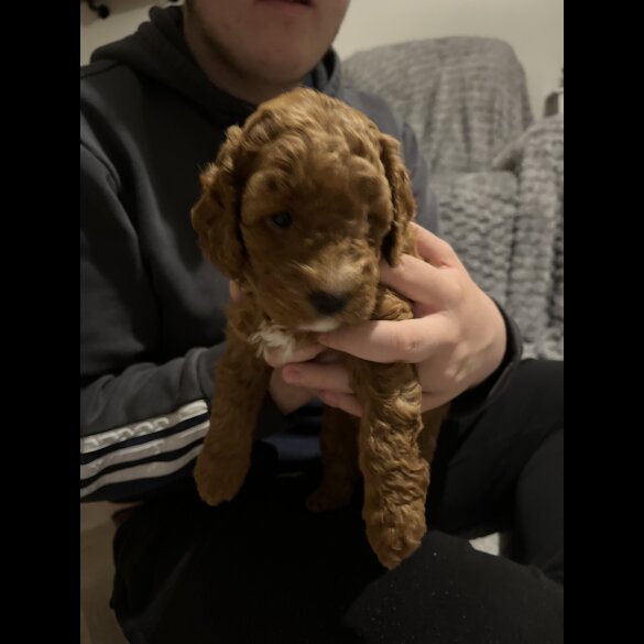 Cockapoo - Both