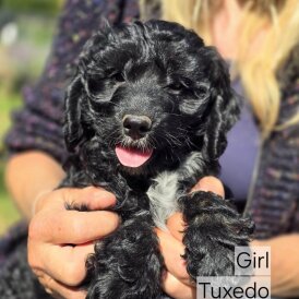 Cockapoo - Both