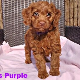 Cockapoo - Both
