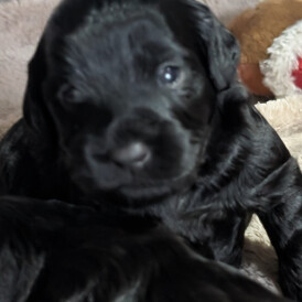 Cockapoo - Both