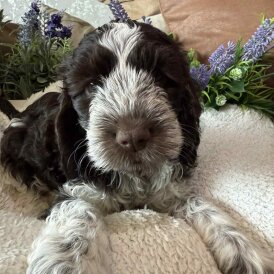 Cockapoo - Both