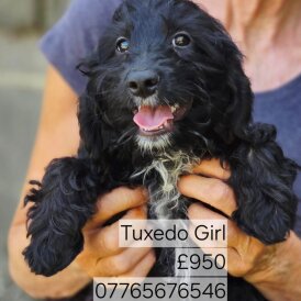 Cockapoo - Both