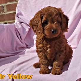 Cockapoo - Both
