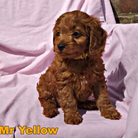 Cockapoo - Both