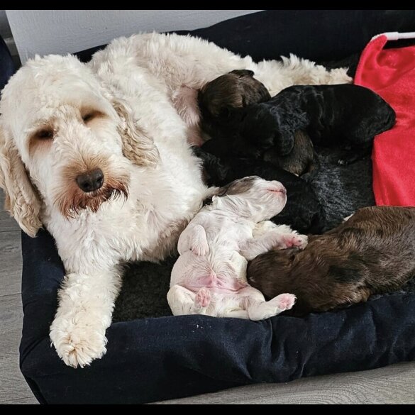 Cockapoo - Both