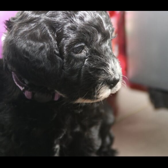 Cockapoo - Both