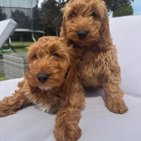 Cockapoo - Both