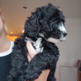 Cockapoo - Both