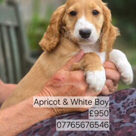 Cockapoo - Both
