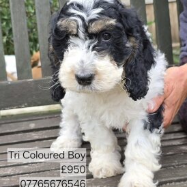 Cockapoo - Both