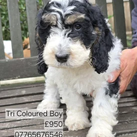 Cockapoo - Both
