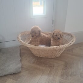 Cockapoo - Both
